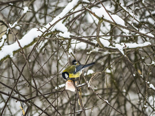 Beautiful Great tit eating in public park in Lviv, Ukraine