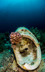 Toilet & hard coral