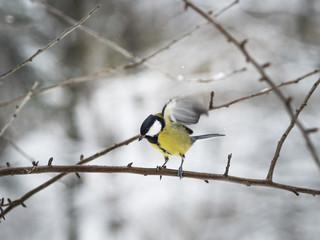 Fototapeta premium Beautiful Great tit taking off from a branch in a park in Lviv, Ukraine