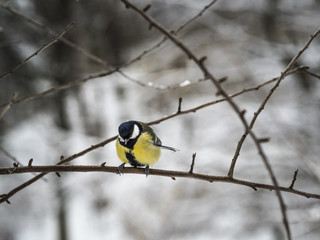 Beautiful Great tit sitting on a branch in a park in Lviv, Ukraine