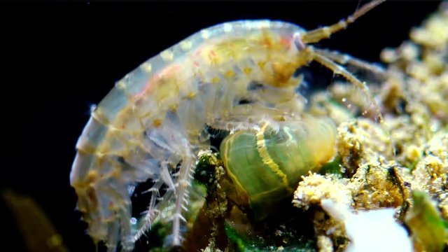 A small crustacean of the genus Gammarus, caught by a small Actinia - an invader in the Black Sea Diadumene lineta, Odessa Bay