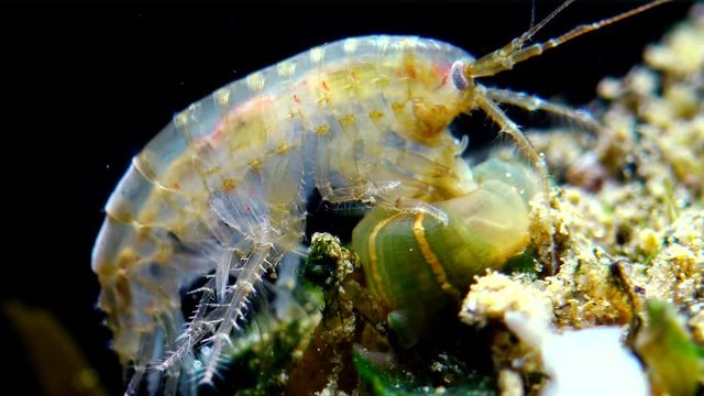 A small crustacean of the genus Gammarus, caught by a small Actinia - an invader in the Black Sea Diadumene lineta, Odessa Bay