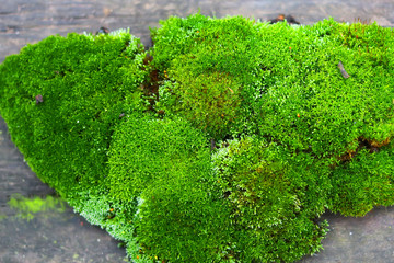 natural background. moss on brickwork