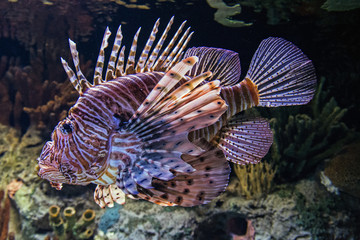 Lionfish, Pteroinae 