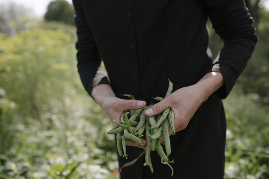 harvest