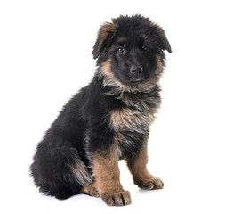 puppy german shepherd