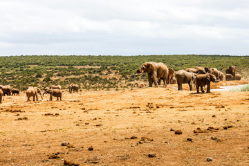 Herd Or Family Of Elephants At A Water HOle in Eastern Cape South Africa