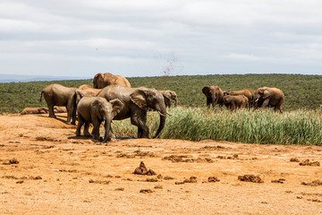 Naklejka na ściany i meble Herd Or Family Of Elephants At A Water HOle in Eastern Cape South Africa