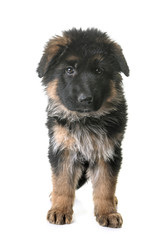 puppy german shepherd
