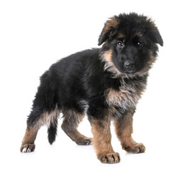 puppy german shepherd