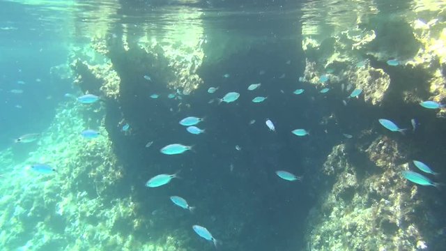 fish swarm croatia 02