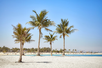 Beautiful beach with coconut palm trees near Dubai, United Arab Emirates.
