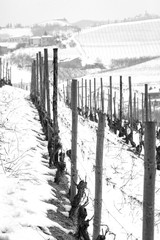 Winter vineyards. Black and white photo