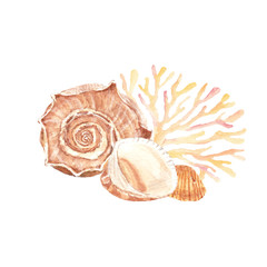 Watercolor illustration of seashells and seaweed © Nuli_k