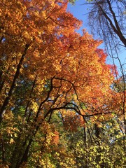 Bright orange fall leaves reaching to sky