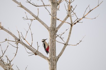 A male great spotted woodpecker (Dendrocopos major) on a dead pine tree
