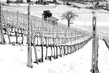 Winter vineyards. Black and white photo