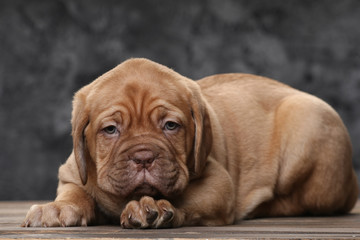 puppy of a bordeaux dog on the background of wooden boards