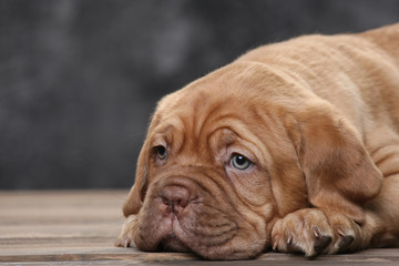 puppy of a bordeaux dog on the background of wooden boards © syomao