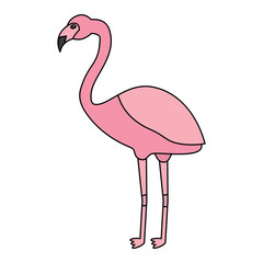 flamingo bird tropical icon image vector illustration design 