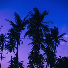 Fototapeta na wymiar silhouettes of palm trees on the background of blue and purple sky in the evening