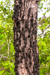 Chapada das Mesas in Maranhao Brazil.