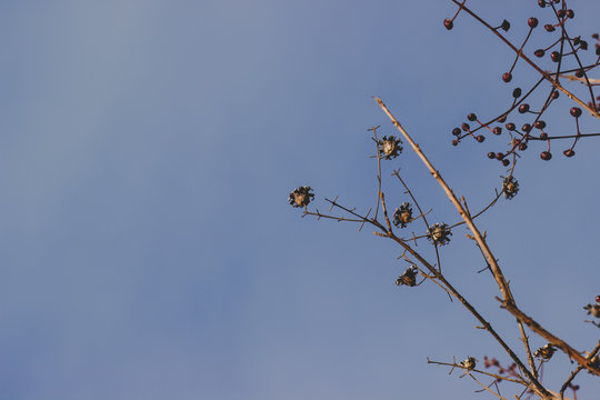  48/5000 Voc&ecirc; quis dizer: flores secas em um galho com o c&eacute;u azul de fundo dried flowers on a branch with blue sky background