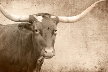 Large longhorn cow on agriculture cattle farm. 