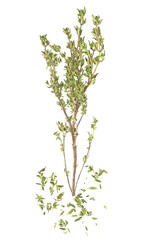 Thyme fresh herb isolated on a white background