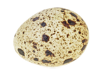 Single quail egg isolated over white background