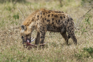 Hyena eating, Africa