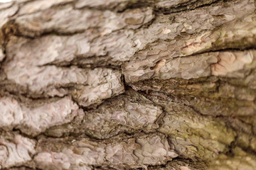 bark of tree