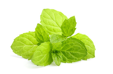Fresh mint, melissa plant closeup isolated.