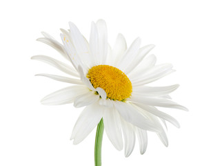 Obraz premium daisy flower isolated closeup