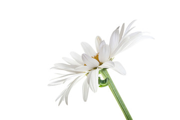 daisy flower isolated closeup