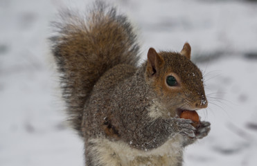 a cute gray squirrel eats a hazelnut offered by a visitor to the park