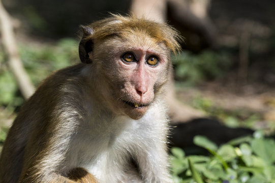 Sri Lanka, Tissamaharama, Yala National Park, Ruhuna National Park, Section 1. Toque macaque (Macaca sinica) Old World monkey endemic to Sri Lanka, rilewa or rilawa.