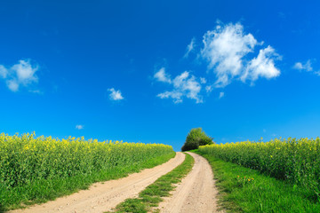 Feldweg durch blühende Rapsfelder im Frühling