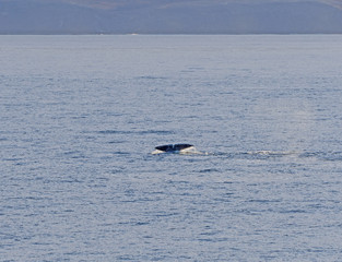 Bowhead whale flukes in the arctic