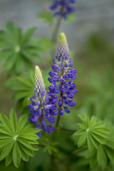 The lupine wild flower