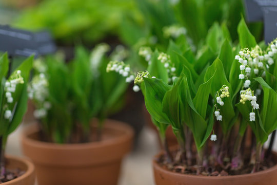 Lily of the valley in a flower pot. Selective focus, spring concept