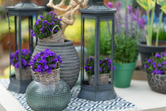 Close up of small bluebells called campanula in a flower pot with decorative elements in the background. Selective focus.