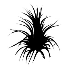 Black silhouettes cactus set. Hand drawn plants. Exotic floral sketch illustration collection. Different cactuses in monochrome style. Vector.