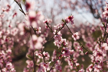 blooming peach tree