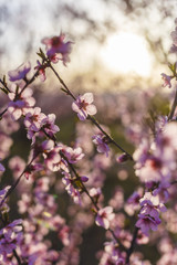 blooming peach tree