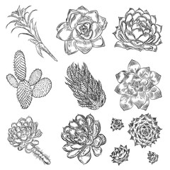 Black silhouettes cactus set. Hand drawn plants. Exotic floral sketch illustration collection. Different cactuses in monochrome style. Vector.