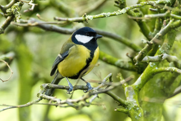 Obraz premium Great Tit on twig looking right