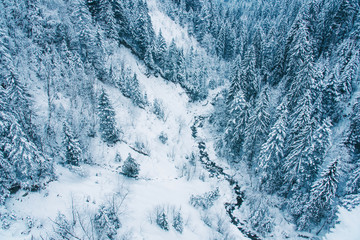 Aerial view of snow covered pine forest in Switzerland.