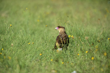 Southern Crested Caracara, Patagonia , Argentina