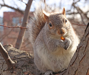 A squirrel that is in a tree, eating an almond vey happily.